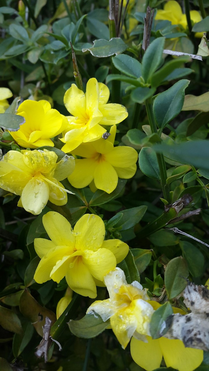 Flower sz