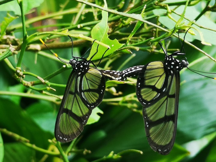 fly