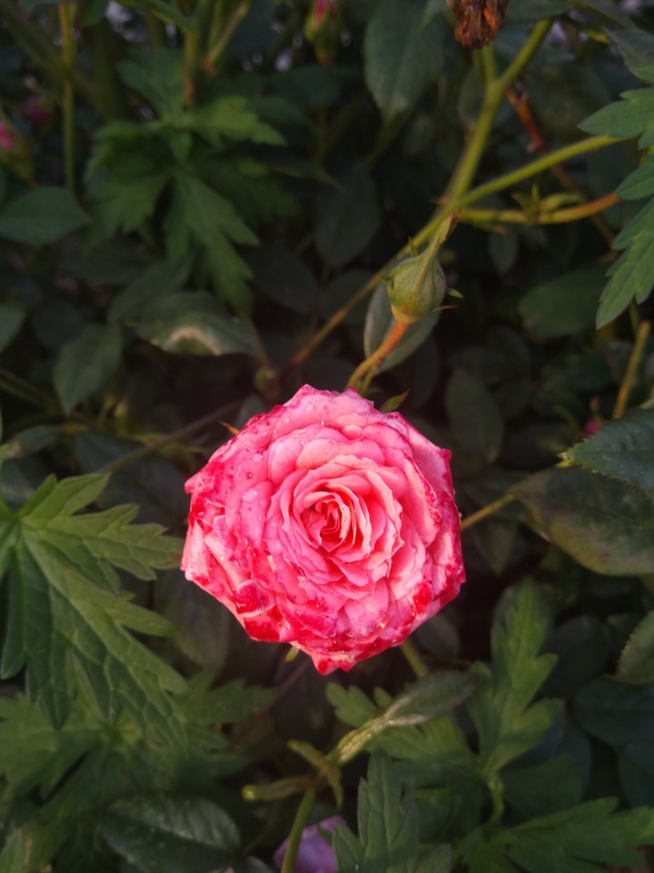my beautiful flower