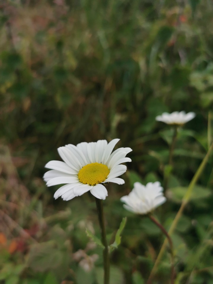 wild flower