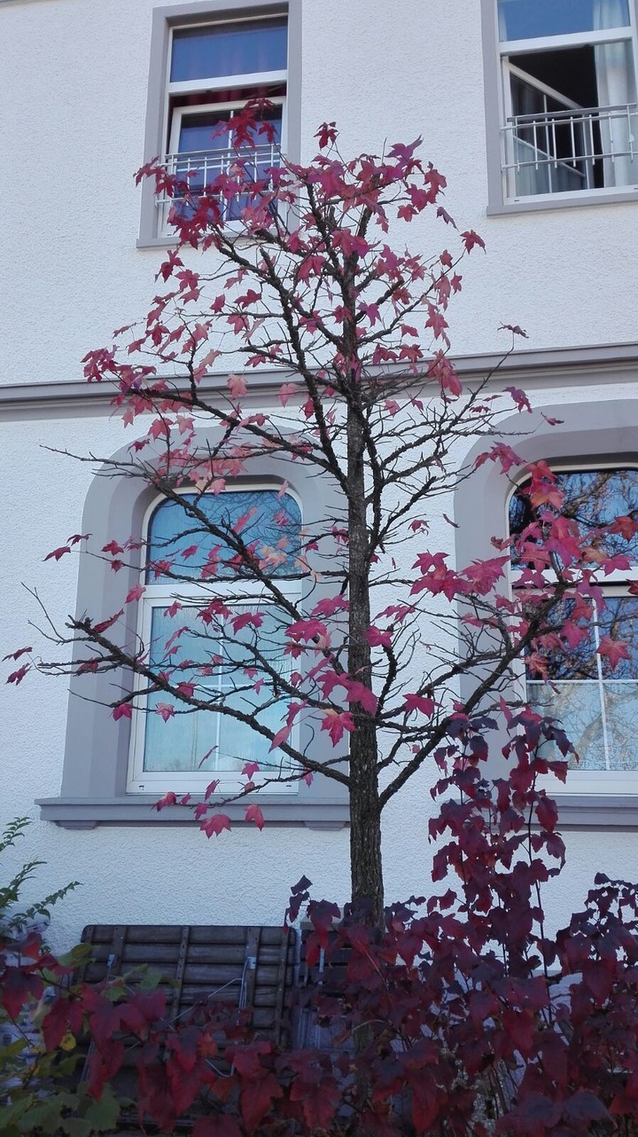tree