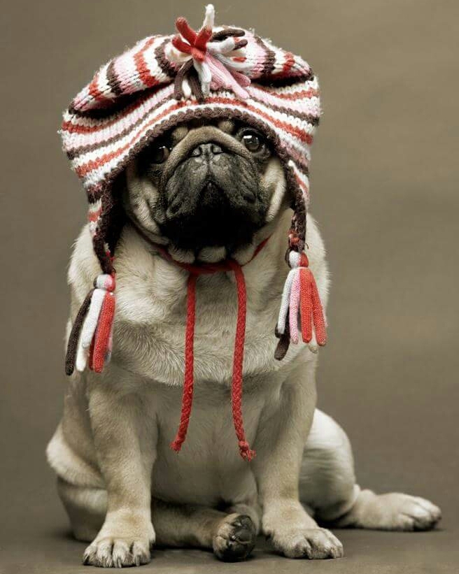 Pug