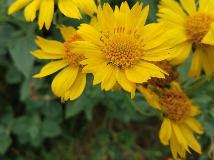 flowers