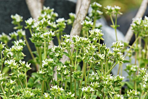 sfondi cleavers, plant