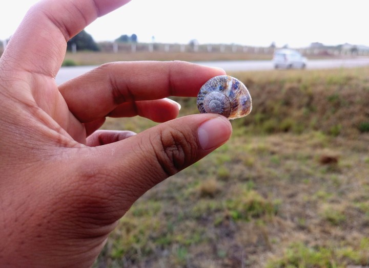 CARACOL.