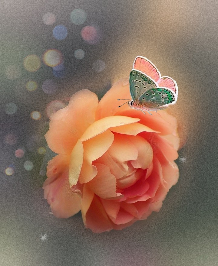 #rose
