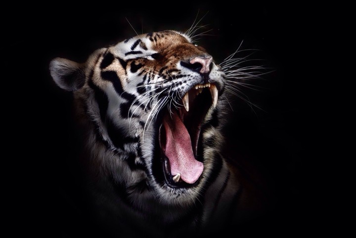 Tigers