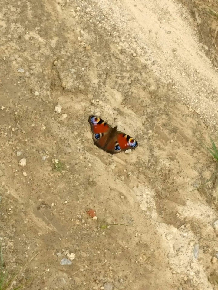 butterfly