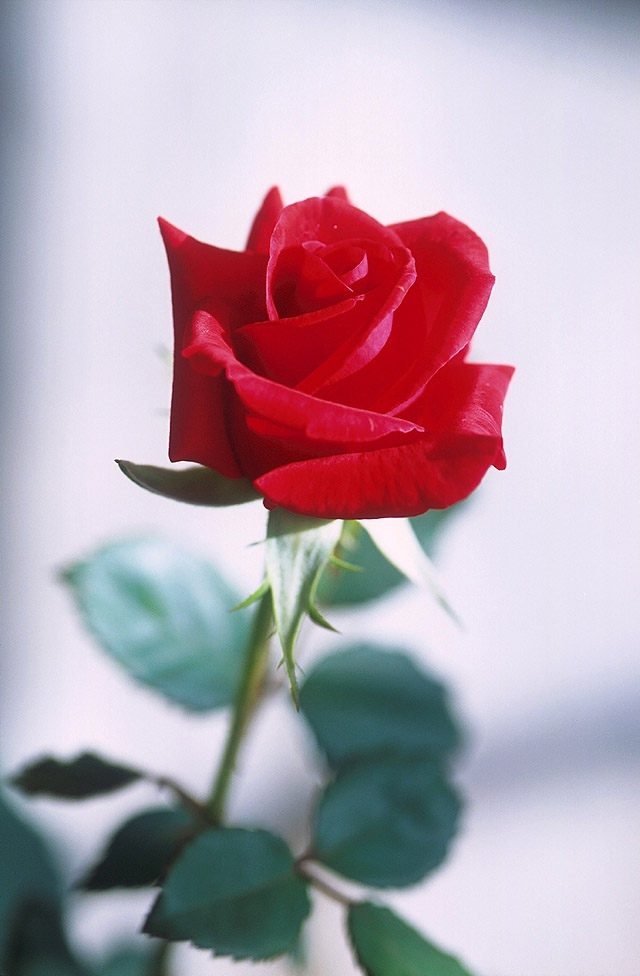 red rose ...roze ....گوڵی سور