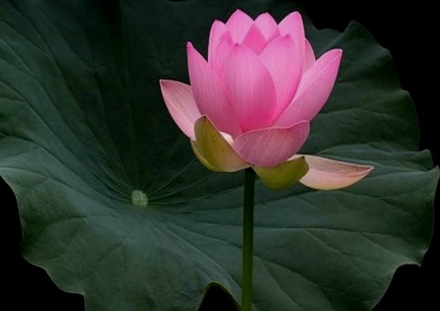 lotus