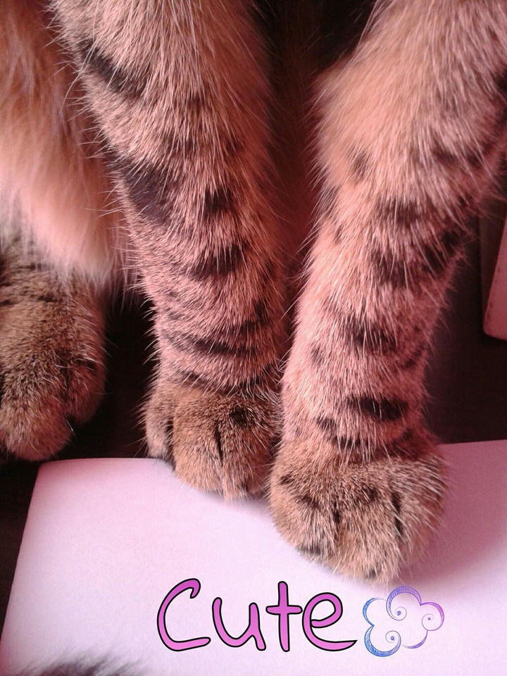 CUTE