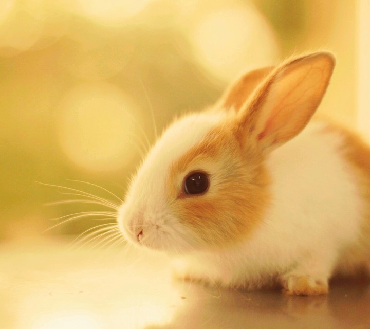 rabbit