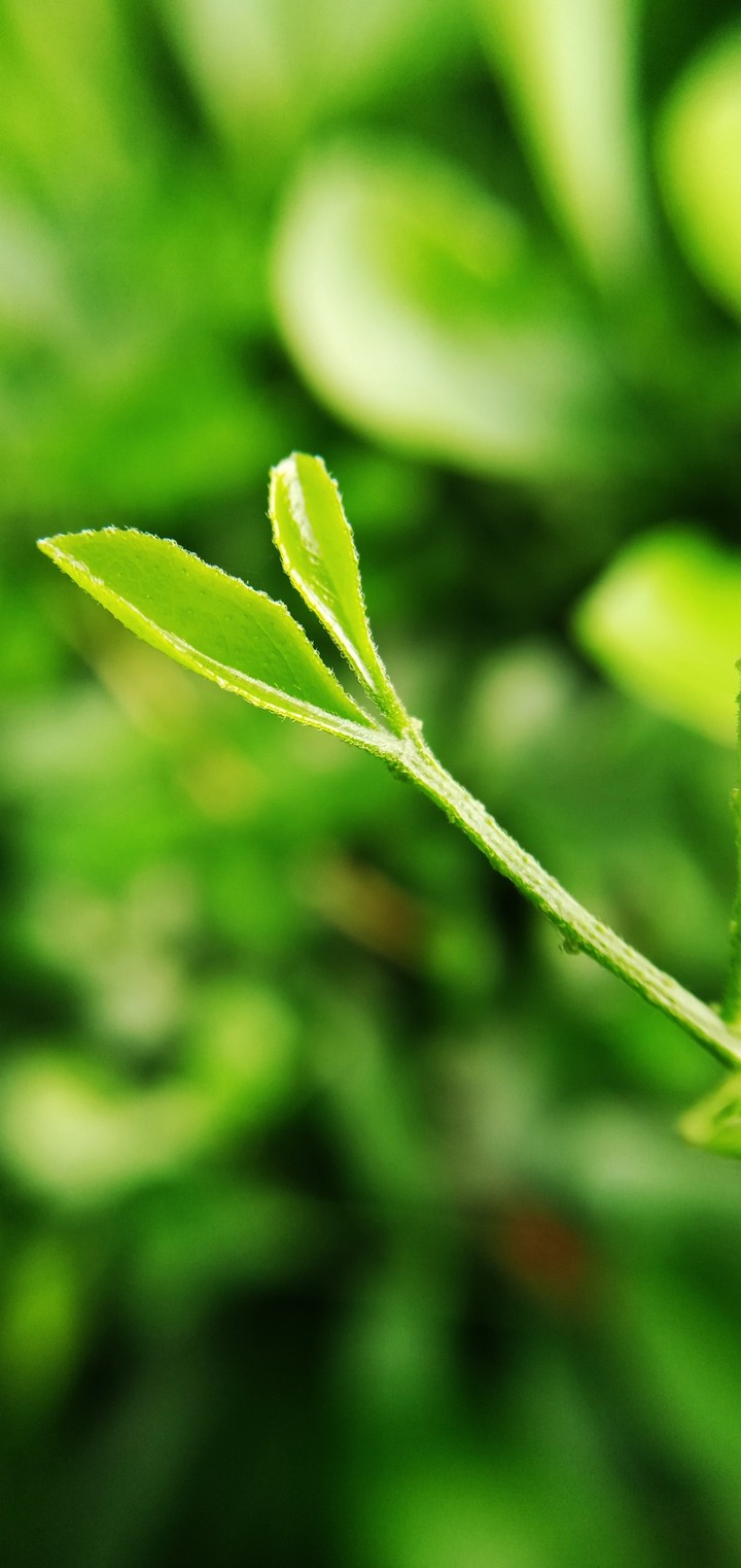 Little Leaf