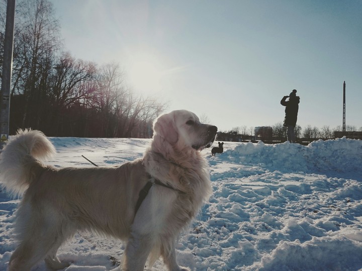proud dog