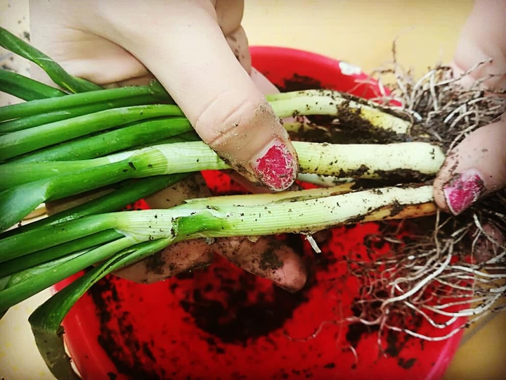 Onion harvest