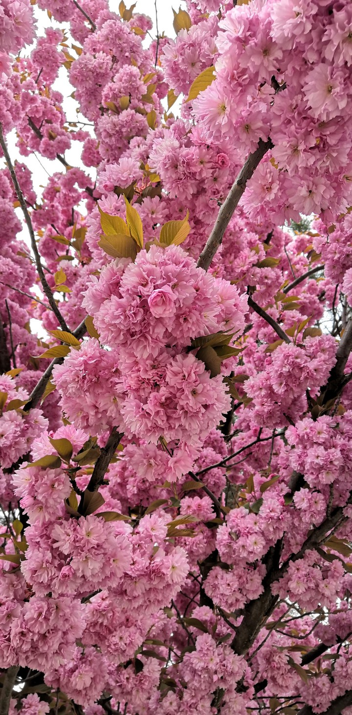 Pink_blossom_plant
