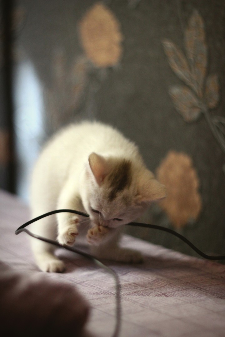 Kitty