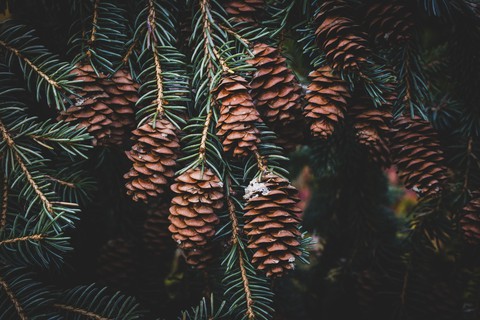 خلفيات tree