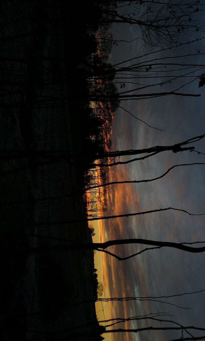 fra gli alberi di un'alba
