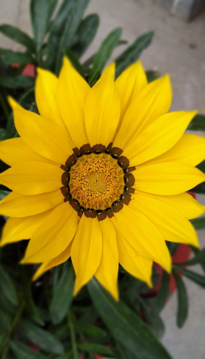 yellow