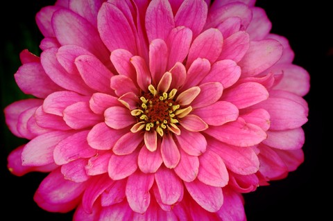 pink flower ❀