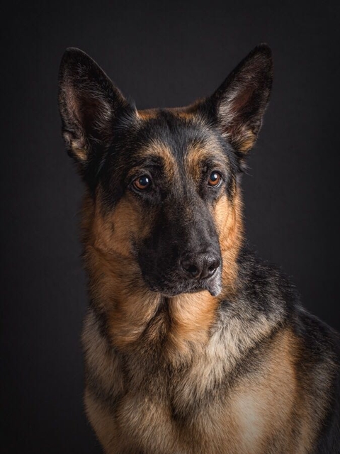 German shepherd