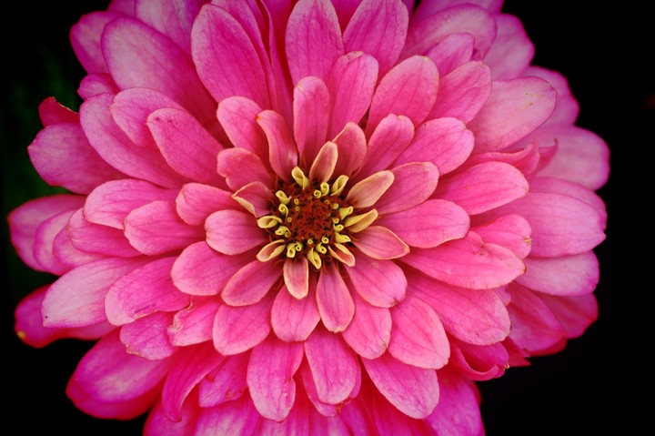pink flower ❀