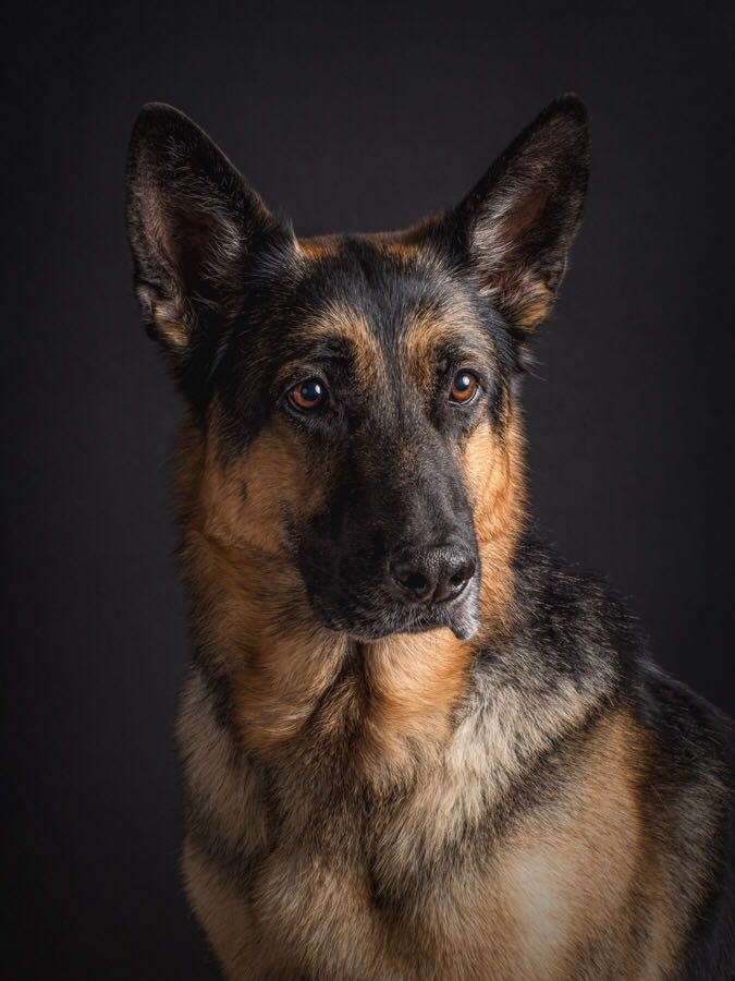 German shepherd