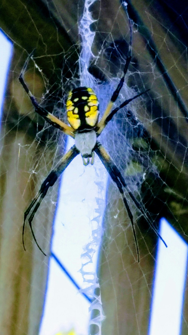 garden spider on my back porch