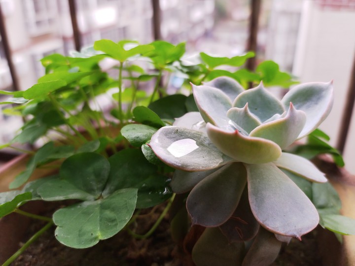 多肉植物