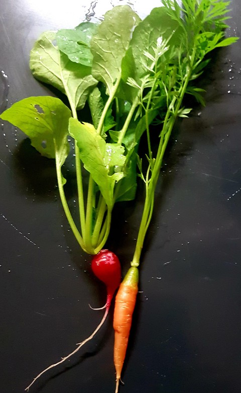 Garden Fresh
