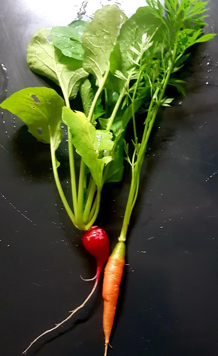 Garden Fresh