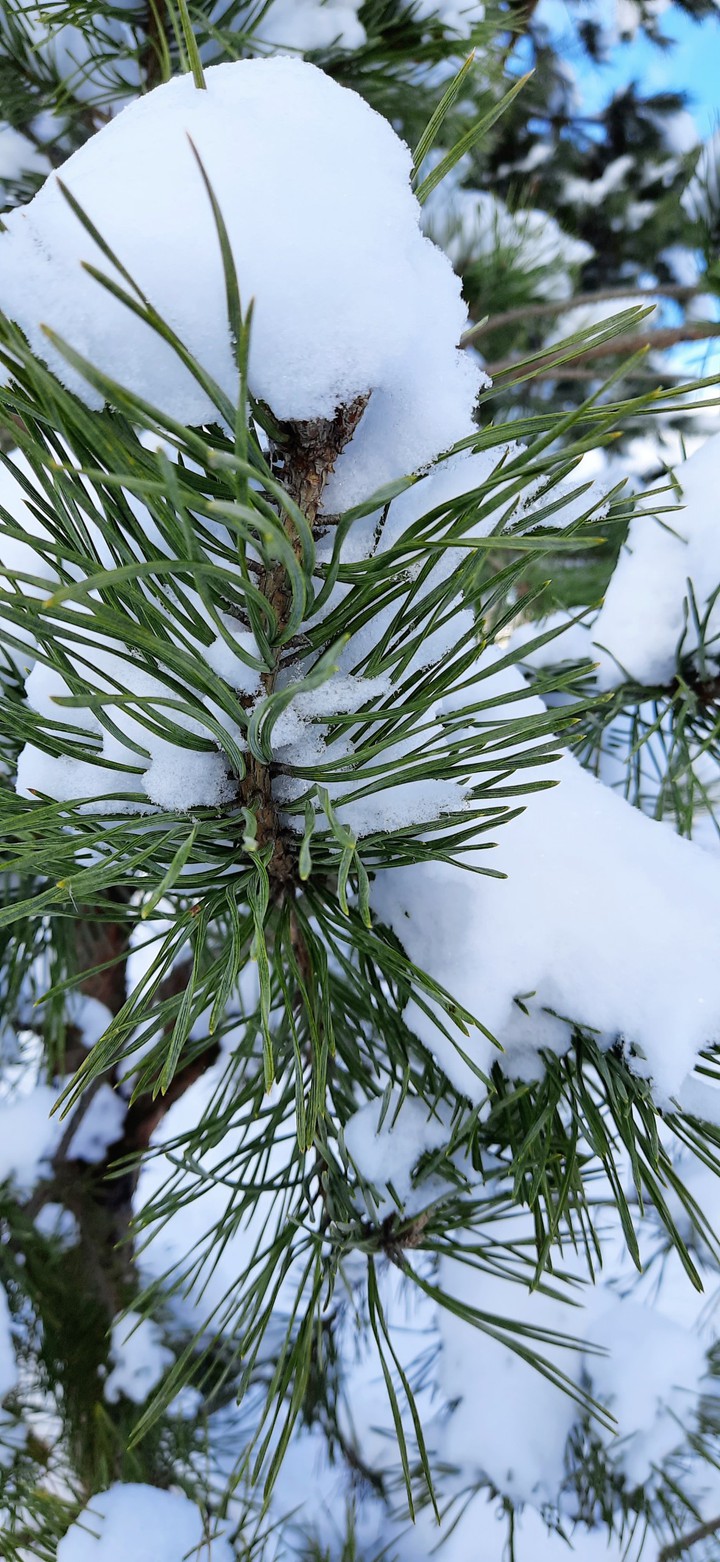 Winter mood