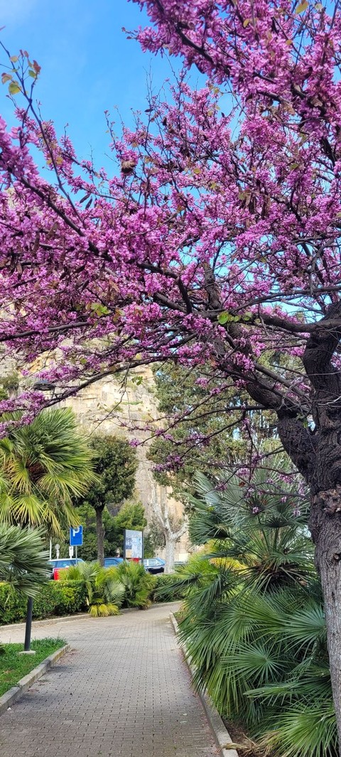 רקעים april, tree