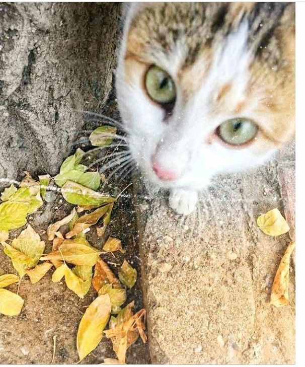 cat