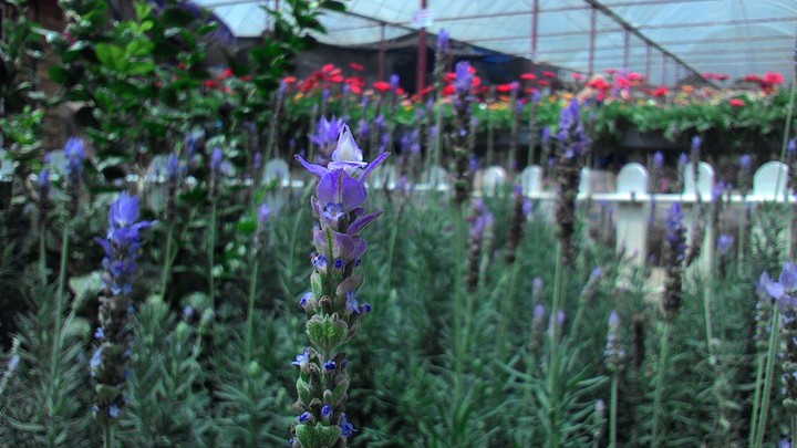 Lavender