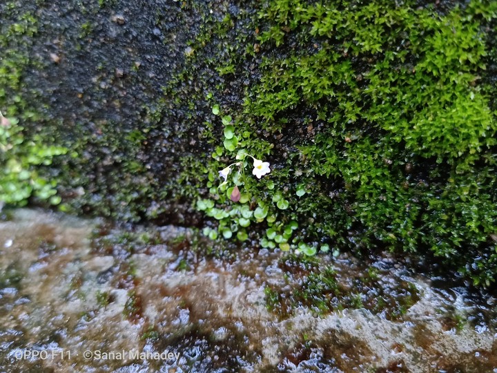 Unknown flowers