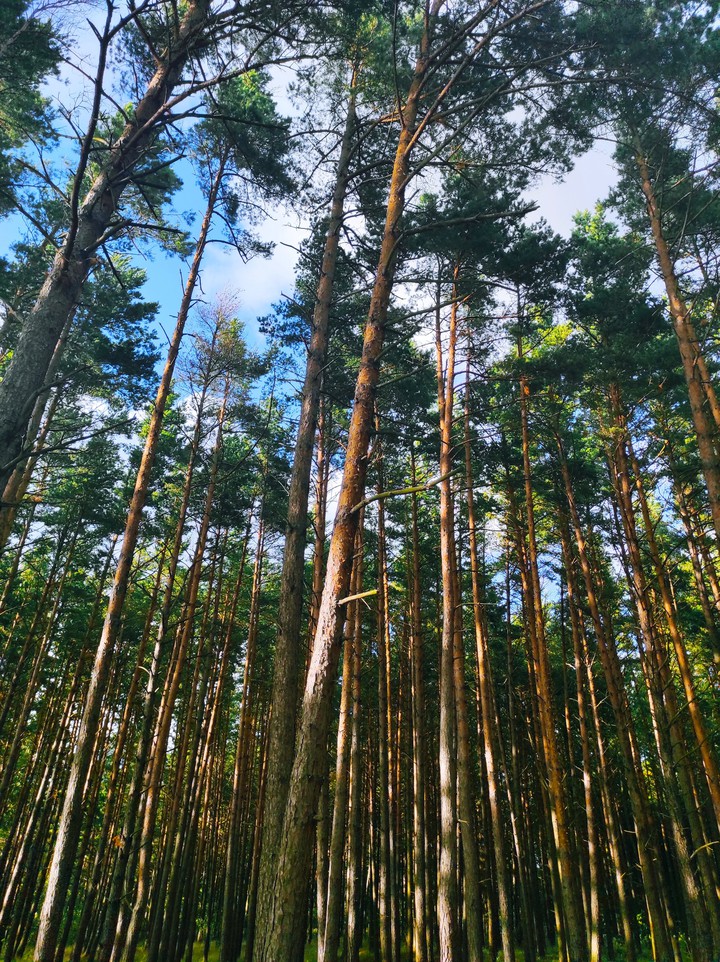trees
