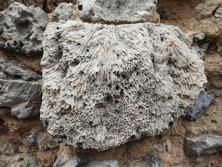 Coral rocks