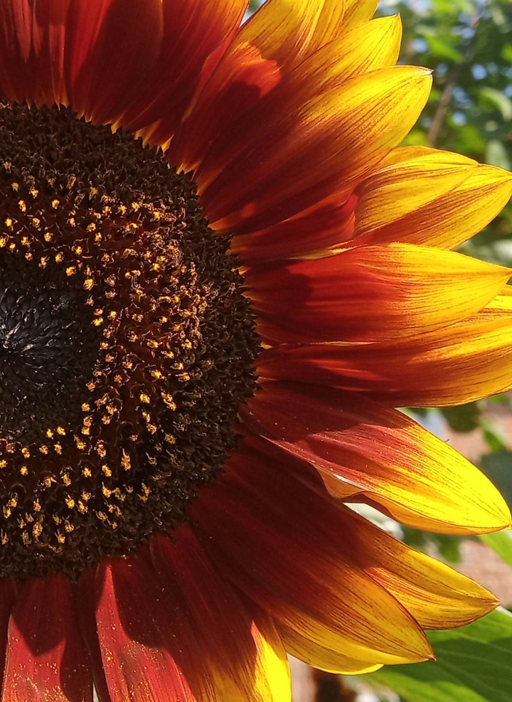 Red sunflower