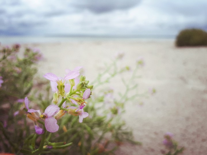 Flower Beach