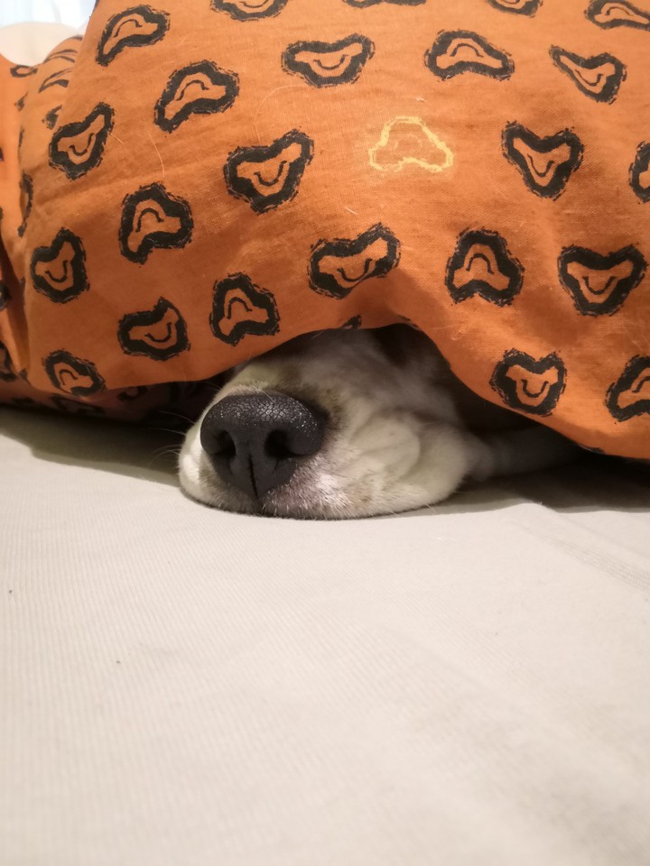 hund