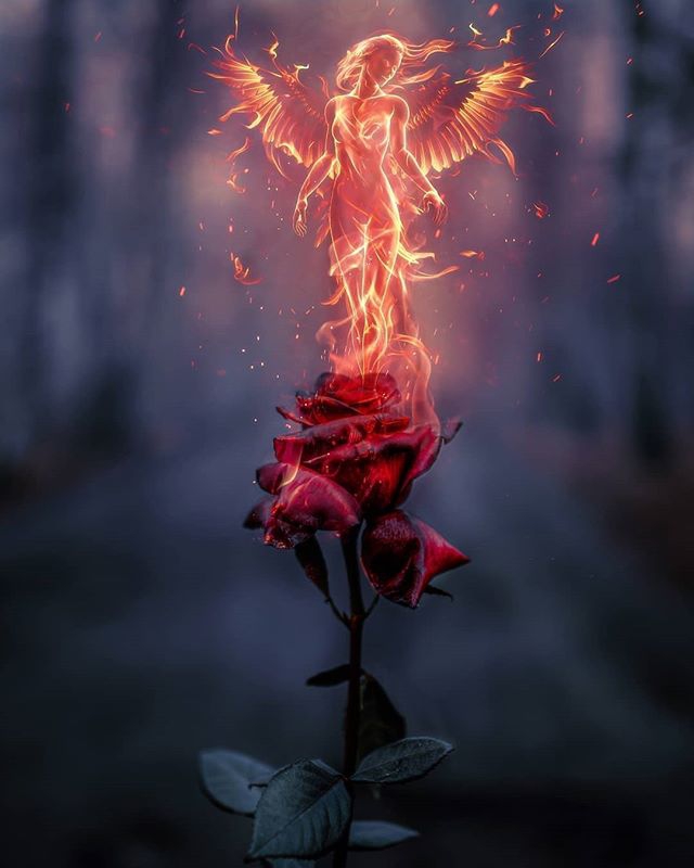 rose ... fire ...