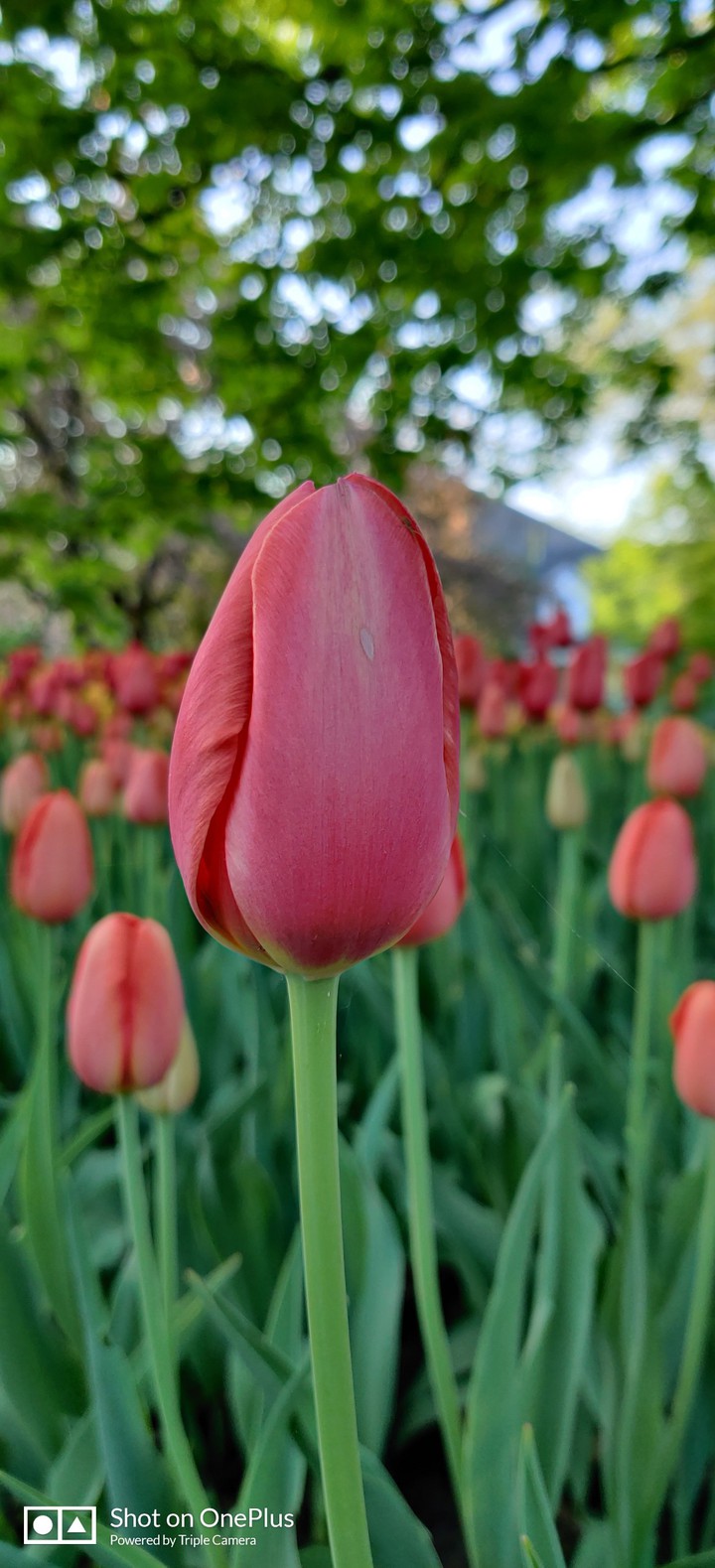 tulips