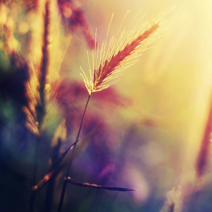 Reed