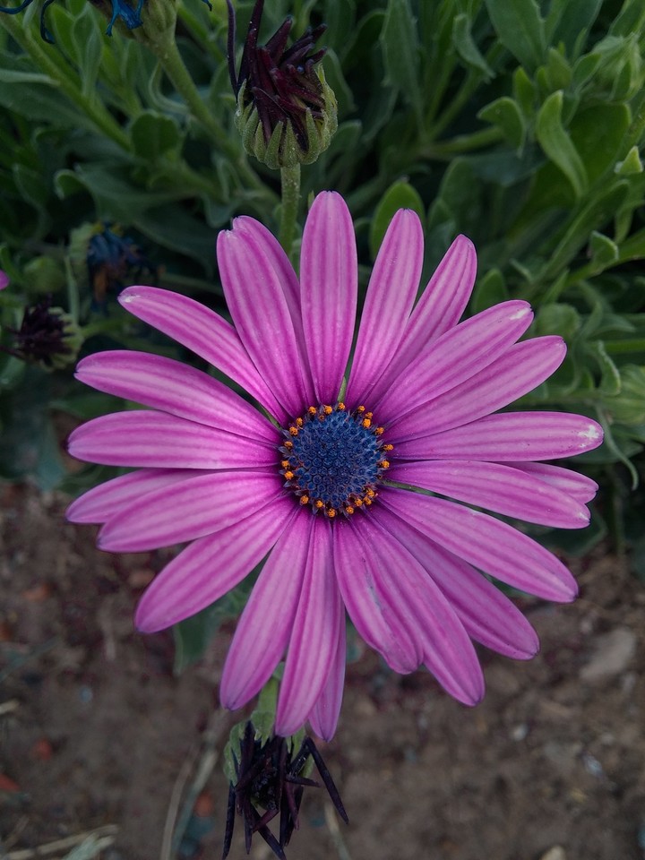 purple