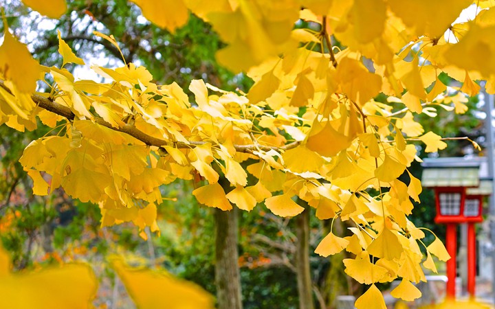 Yellow leafes in Autumn
