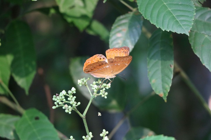 butterfly