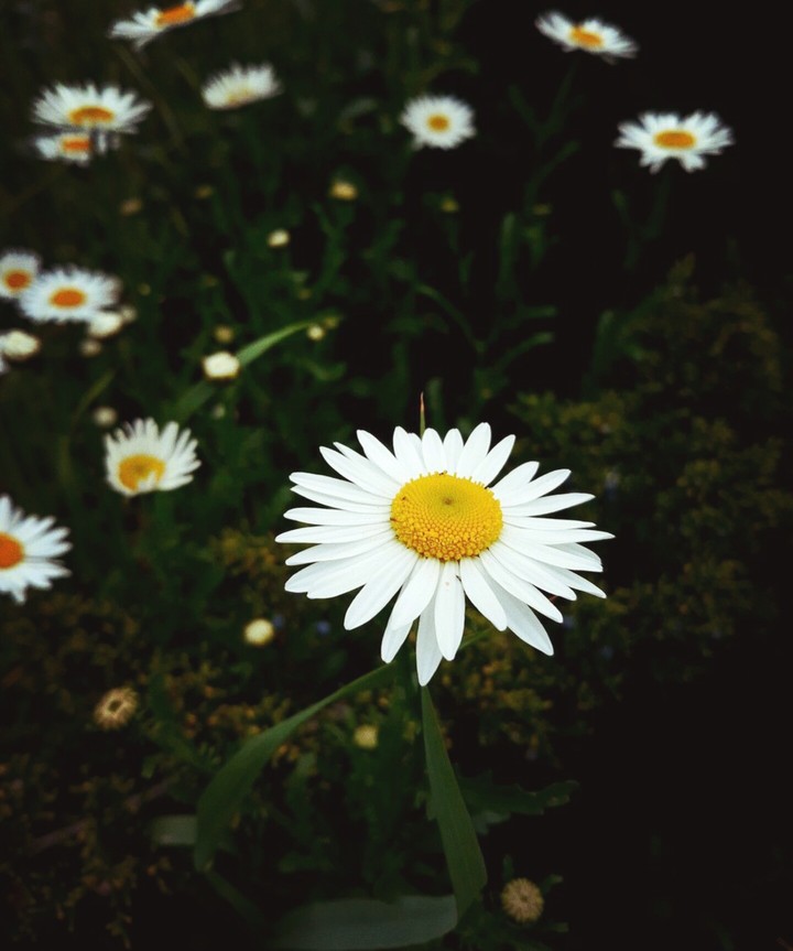#flowers