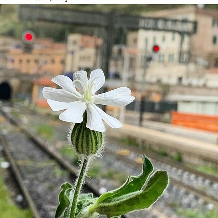✾◕‿◕✾